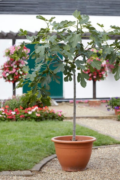 Bloomique - 2er-Set - Ficus Carica Brown Turkey - Feigenbaum - Obstbäume - Gartenpflanzen - Winterhart - 80-100 cm Hoch - Topf 21 cm
