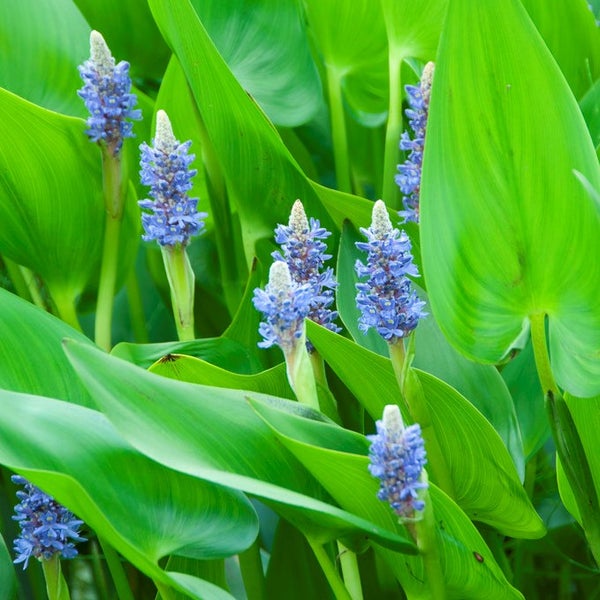 Hechtkraut Pontederia cordata, Wasserpflanze für den Gartenteich mit blauen Blüten und grünen Blättern.