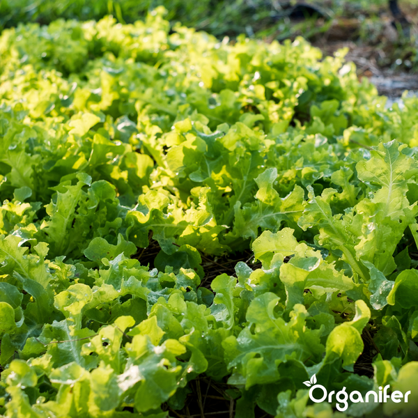Junge grüne Pflücksalatpflanzen mit Wassertropfen in einem hellen Gartenbeet. Organifer Logo.