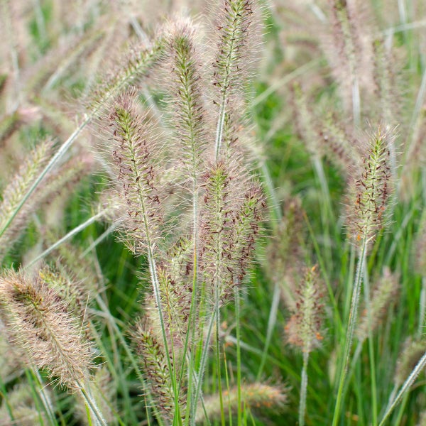 Pennisetum 'Hameln' - Ziergras - Pflegeleicht - ⌀ 19 cm - ↕35-45 cm