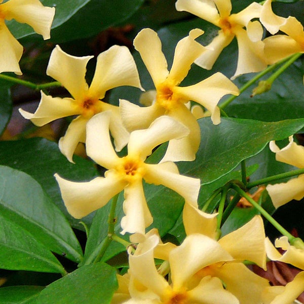 3x Trachelospermum Stern der Toskana – Toskanischer Jasmin – Winterhart – ⌀9 cm – ↕15-20 cm