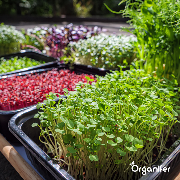 Mikrogrün (Babyleaf & Microleaf) Paket - 12 Arten - Organifer