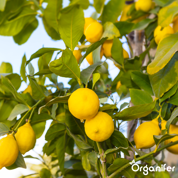 Organifer Pothos Dünger, organisches Düngerkonzentrat in zwei 2 Liter Flaschen mit Dosierkappe.