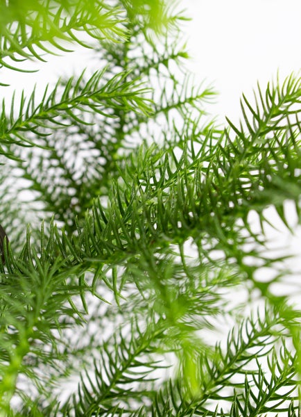 Bloomique - Araucaria Heterophylla - Zimmertanne - Norfolktanne - Zimmerpflanzen - Weihnachtsdeko - Höhe 40-50 cm - Topf 14 cm