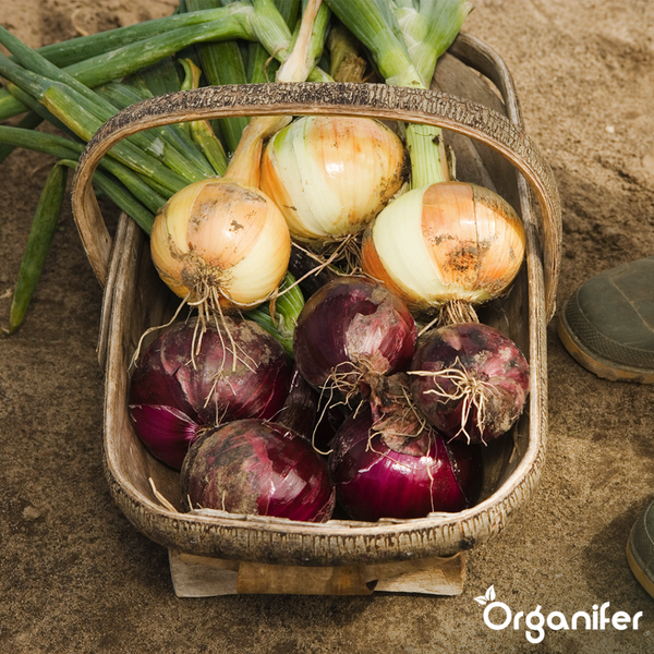 Eine schwarze Pendelleuchte mit mehreren kugelförmigen Lampenschirmen hängt über einem Tisch in einem hellen Raum.