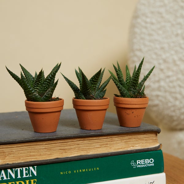 Bloomique – 3er-Mix – Mini-Sukkulenten – Sukkulenten – Zimmerpflanzen – sehr pflegeleicht – 5–10 cm hoch – Terrakotta-Topf 3,5 cm