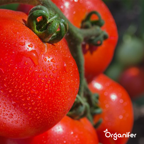 Biologisches Gemüsesaatgutpaket - 19 Arten - Organifer
