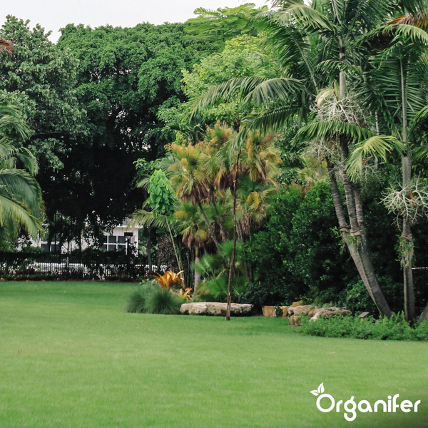 Üppiger Garten mit Rasenfläche, Bäumen und Sträuchern