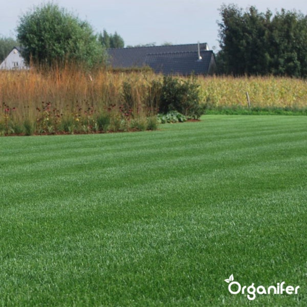 Gepflegter grüner Rasen mit Streifenmuster, Blumenbeet und Ziergräsern im Hintergrund sowie Organifer Logo.