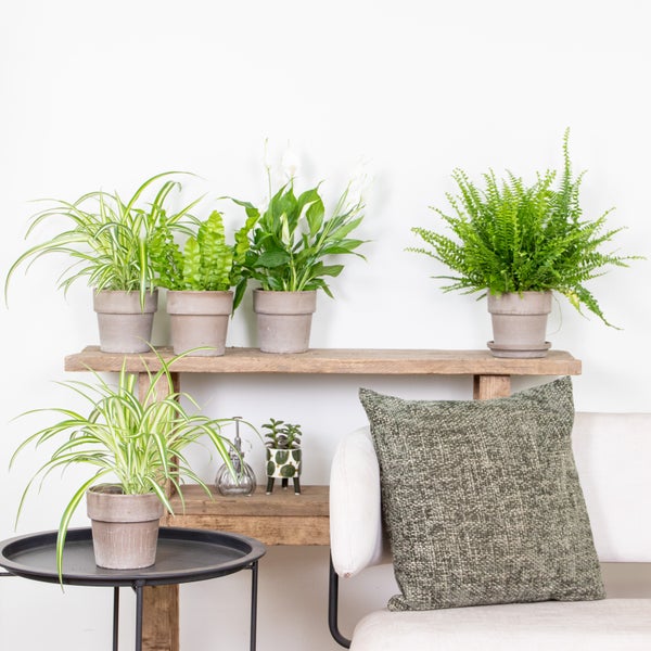 Bloomique - 5er-Mix - Luftreinigende Pflanzenmischung - Dracaena, Dypsis, Chamaedorea, Chlorophytum, Asplenium - 20-40 cm Hoch - Topf 12 cm