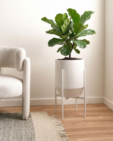 Helle Raumszene mit einer Geigenfeige in einem weißen Topf auf einem Metallständer, einem Bouclé-Sessel und einem Webteppich auf Holzboden.