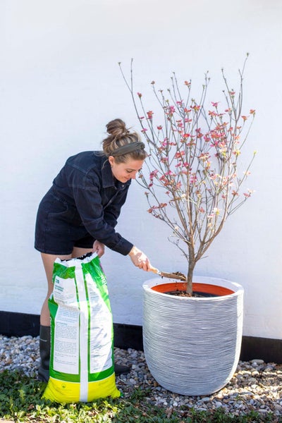 Eine Frau füllt mit einer Handschaufel universelle Blumenerde aus einem Sack in einen großen, grau strukturierten Pflanztopf mit einem Zierbaum.