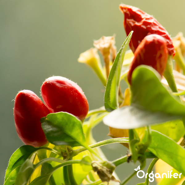 Chilipflanze mit aufrecht wachsenden Schoten und grünen Blättern, Organifer Logo.