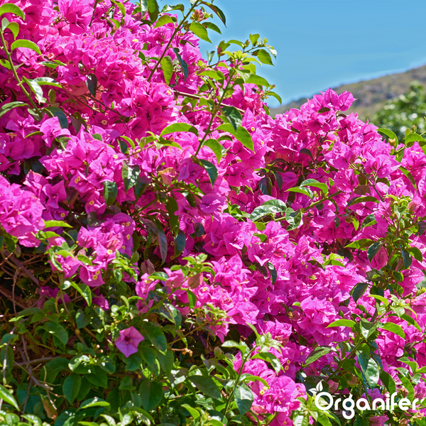 Blühende Bougainvillea mit pinkfarbenen Hochblättern und grünen Blättern. Organifer Logo.