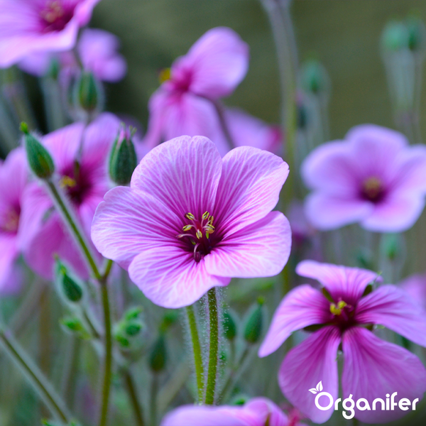 Nahaufnahme von rosafarbenen Storchschnabel-Blüten mit sichtbaren Adern auf den Blütenblättern und grünen Knospen. Organifer Logo.