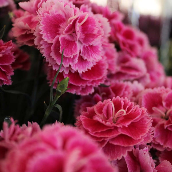 3x Dianthus diantica 'Early Love' - Nelke - Einjährig - Bienenfreundlich – ⌀10,5 cm - ↕10-15 cm