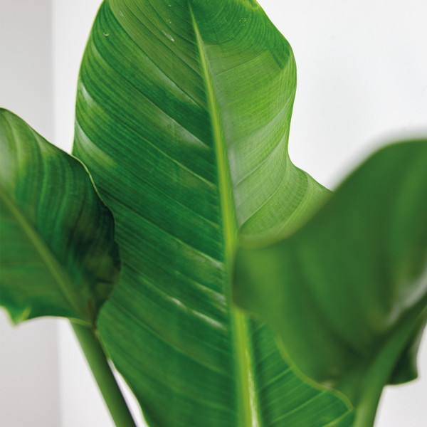 Strelitzia Nicolai inkl. Seegraskorb - Paradiesvogelpflanze - Lufcleaning - ⌀19 cm - ↕80-90 cm