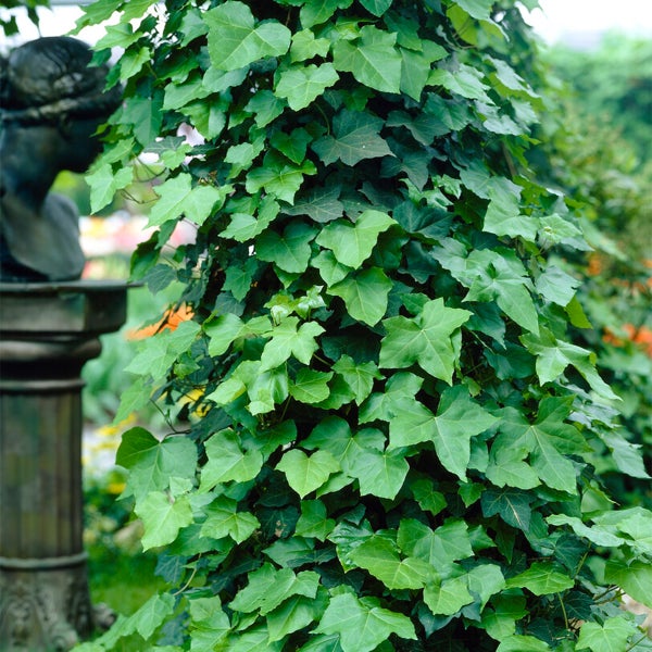 Bloomique – 2er-Set – Hedera Hibernica – großblättriges Efeu – immergrün – Kletterpflanzen – Gartenpflanzen – winterhart – Topf 15 cm – 70–80 cm hoch