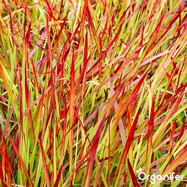 Japanisches Blutgras Imperata cylindrica Red Baron mit schmalen Halmen und roten Spitzen. Organifer Logo.