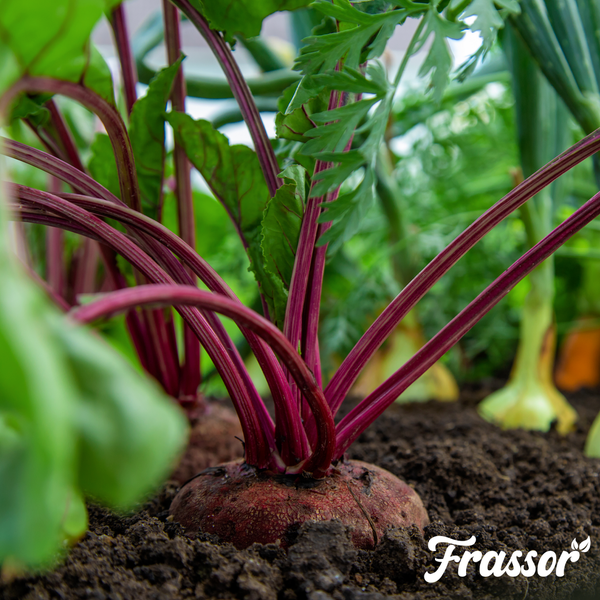 Frassor Logo. Ein heller Gemüsegarten mit Salatpflanzen in hölzernen Hochbeeten auf dunkler Erde.