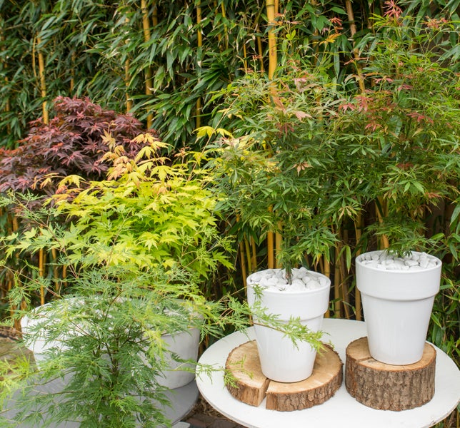 4x Acer Mix - Orange Dream - Going Green - Schmetterling - Atropurpureum – ⌀10,5 cm - ↕25-30 cm