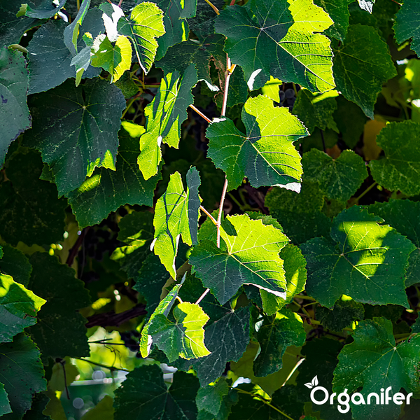 Nahaufnahme von grünen Weinblättern an einer Weinrebe, Organifer Logo.