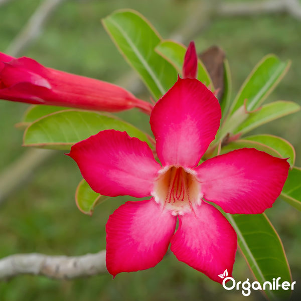 Rosafarbene Adenium-Blüte mit grünen Blättern und Organifer Logo.
