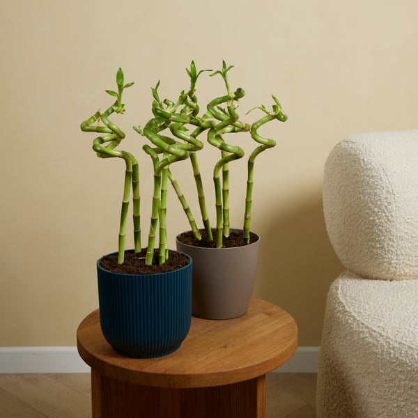 Bloomique – 5er-Set – Dracaena Sanderiana – Glücksbambus – Glücksbambus – Zimmerpflanzen – Luftreinigend – Pflegeleicht – 40–50 cm hoch