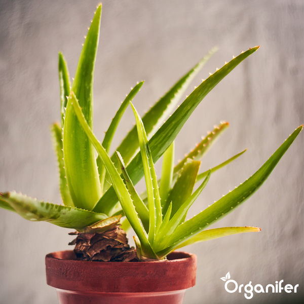 Organifer Aloe Vera Dünger, organisches Düngerkonzentrat, 10 Liter Kanister für bis zu 10000 Quadratmeter.