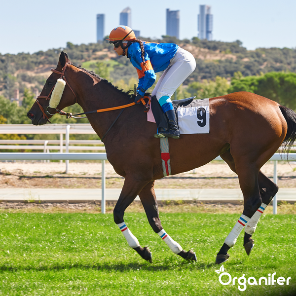 Jockey auf braunem Pferd galoppiert über helle, grüne Grasrennbahn vor einer städtischen Skyline, Organifer Logo.