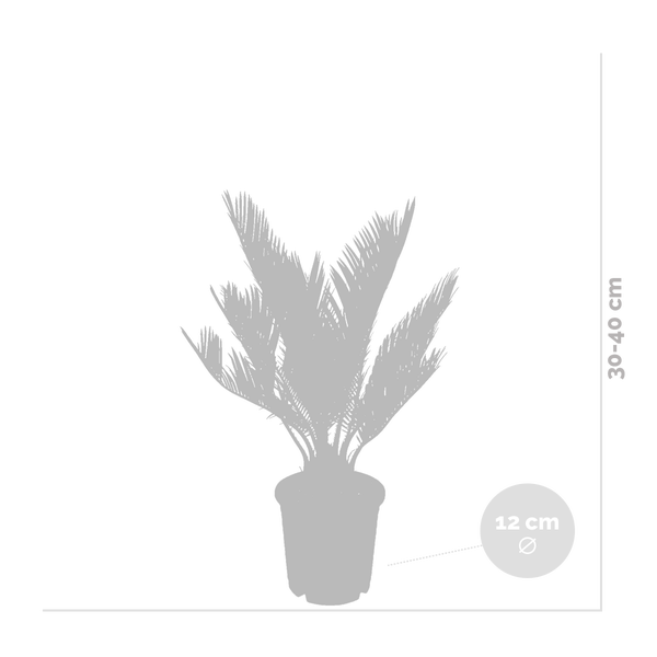 Geöffneter Adventskalender mit Floragold Teebeuteln