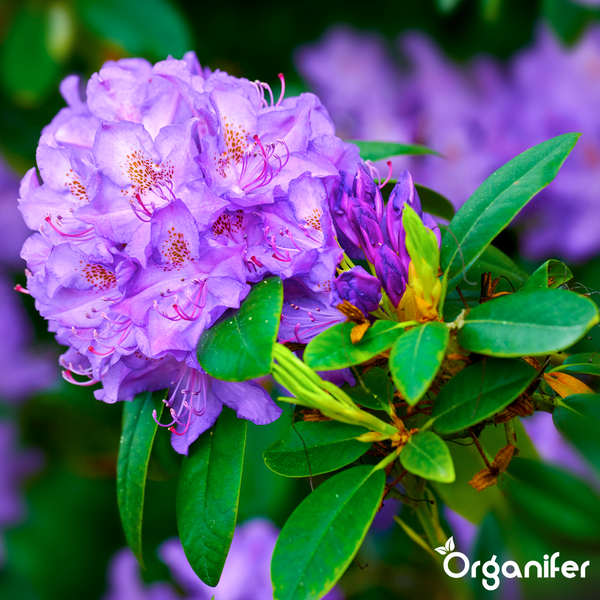 Violette Rhododendron-Blüte mit grünen Blättern. Organifer Logo.