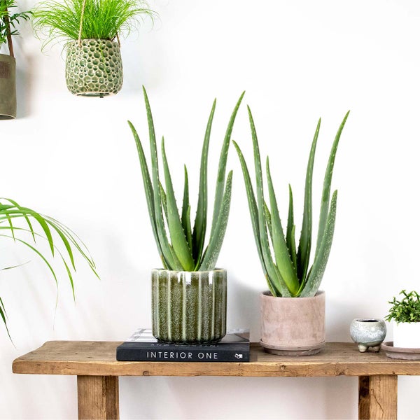 Bloomique - 2er Set - Aloe Vera Pflanze - Zimmerpflanzen - Sukkulenten - Sehr Pflegeleicht - Höhe 35-45 cm - Topf 12 cm