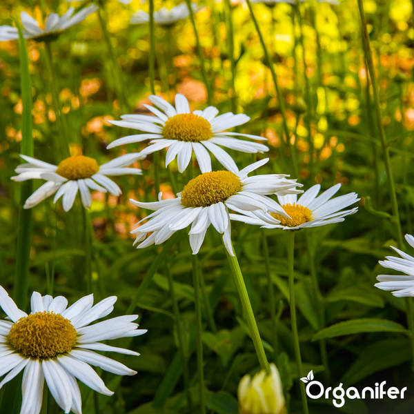 Organifer Fuchsien-Dünger Konzentrat 3 Liter für 3000 Liter Gießwasser.