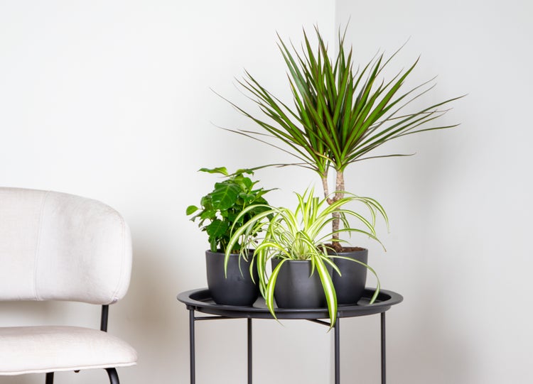 Bloomique - Dracaena Marginata - Drachenbaum - Zimmerpflanzen - Pflegeleicht - Luftreinigend - Höhe 30-40 cm - Topf 12 cm