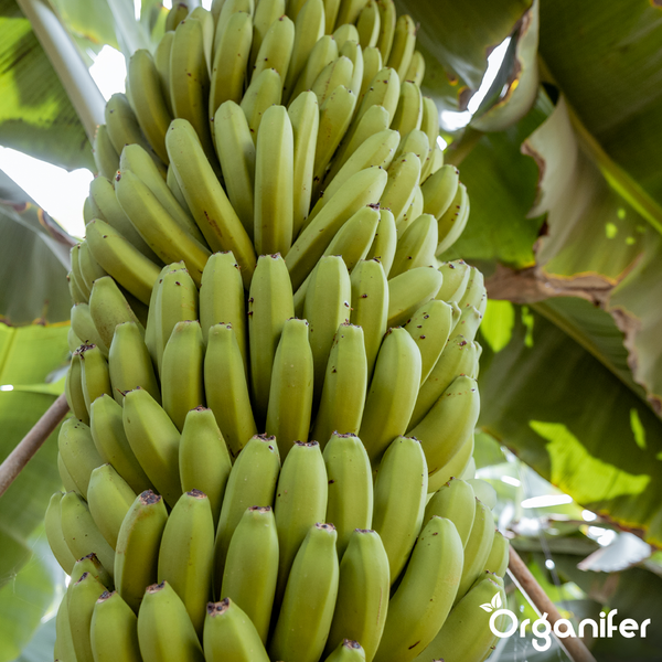 Grüne Bananenstaude mit unreifen Früchten an einer Bananenpflanze. Organifer Logo.