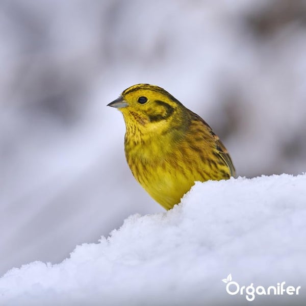 Vogelfutter für Gartenvögel – Hochenergie, Kein Abfall, Keine Keimung (10 kg) - Organifer