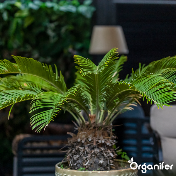 Palmfarn Cycas revoluta im Topf auf einer Terrasse mit Gartenmöbeln und Außenleuchte. Organifer Logo.