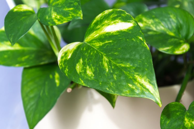 Scindapsus 'Aureum' im hängenden Topf pro 2 | Epipremnum - Zimmerpflanze cm17 cm - ↕25 cm