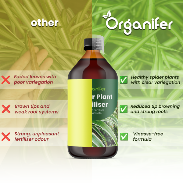 Organifer Logo. Vergleich von Grünlilien-Dünger mit anderen Produkten. Vorteile: gesunde Blätter, weniger vertrocknete Spitzen, starke Wurzeln, vinassefrei.