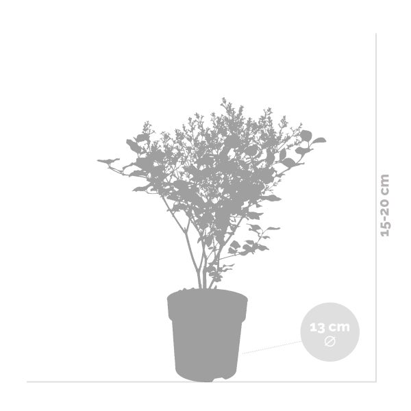 Syringa 'Bloomerang Dark Purple' - Flieder - Strauch - Winterherz – ⌀13 cm - ↕15-20 cm