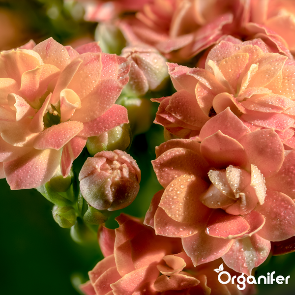 Nahaufnahme von blühenden Kalanchoe-Blüten mit Wassertropfen und Organifer Logo.