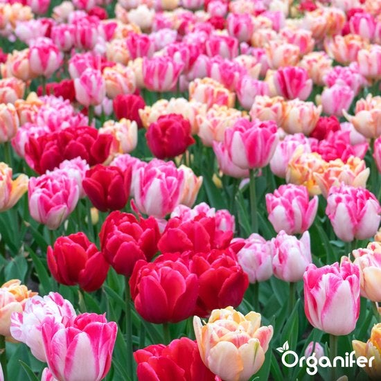 Feld mit verschiedenen Tulpensorten