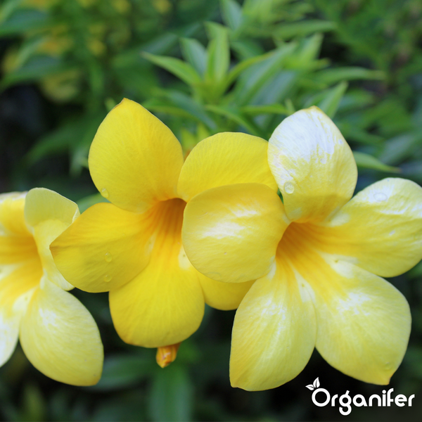 Gelbe Blüten in der Nahaufnahme mit Organifer Logo.