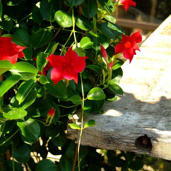 Mandevilla Sundaville – Chilenischer Jasmin – Schlingpflanze – Rot – ⌀19 cm – ↕65-75 cm