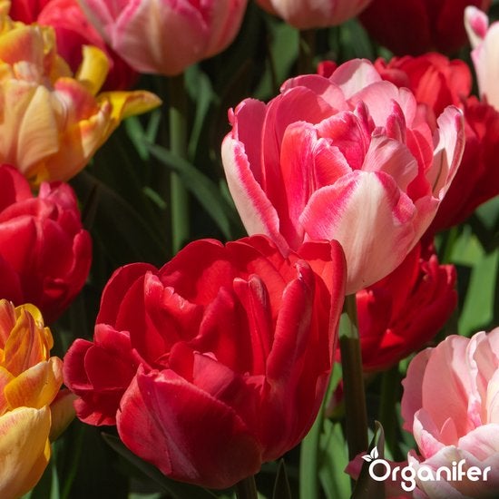 Nahaufnahme von Tulpenblüten im Gartenbeet