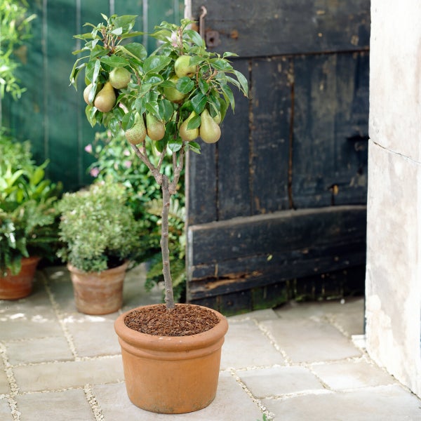 Bloomique - Pyrus Communis Conference - Birnbaum - Obstbäume - Gartenpflanzen - Winterhart - ⌀14 cm - Höhe 60-70 cm