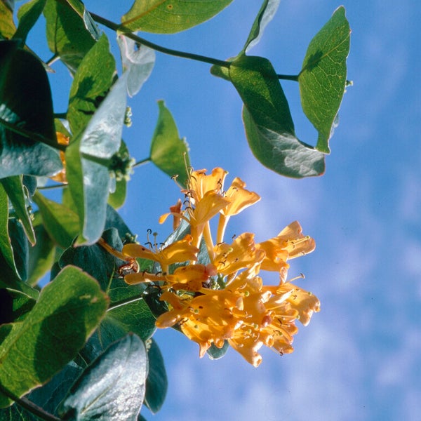 Bloomique - 2er-Set - Lonicera Tellmanniana - Strauchgeißblatt - Orange - Kletterpflanzen - Gartenpflanzen - Winterhart - Topf 15 cm - 70-80 cm hoch