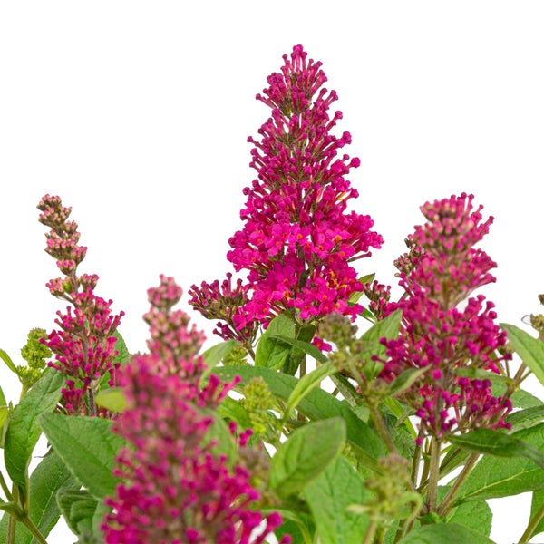 Bloomique - Buddleja Butterfly Little Ruby - Schmetterlingsflieder - Gartenpflanzen - Winterhart - 30-40 cm Hoch - Topf 19 cm
