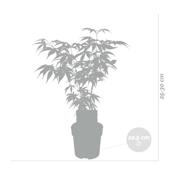 Bloomique - 4er Set - Acer Atropurpureum - Japanischer Ahorn - Winterharte Pflanzen - Gartenpflanzen Winterhart - Höhe 20-30 cm - Topf 10,5 cm